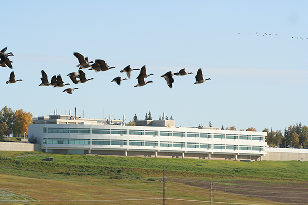 Geese fly in front of the Butrovich building at ϲʻF
